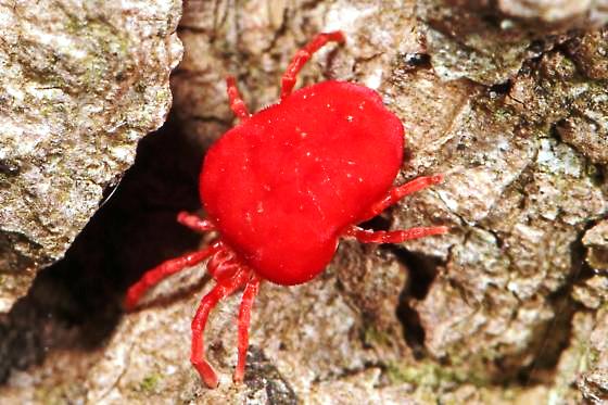 red velvet mites hindi, red velvet mites, red velvet video, red velvet mites, red velvet mite oil hindi